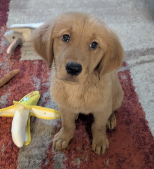 Screenshot 2025-06-10 at 122627 PM - Puppy Jake Foundation